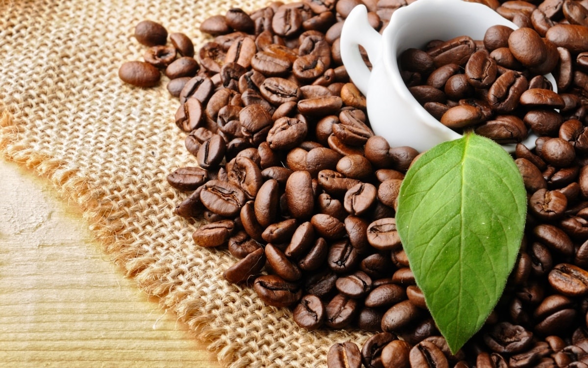 Cà phê Cherry được trồng ít nhưng khả năng chống sâu bệnh cao