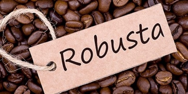 Cà phê Robusta được trồng nhiều nhất ở Việt Nam